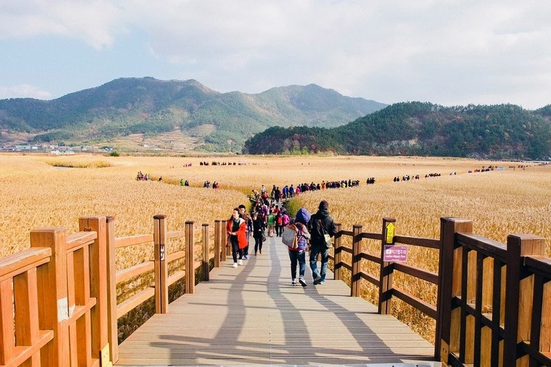 Suncheonman Bay Wetland Reserve autumn