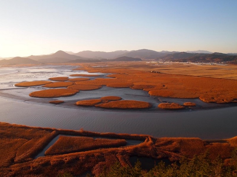 Suncheonman Bay Wetland Reserve autumn2