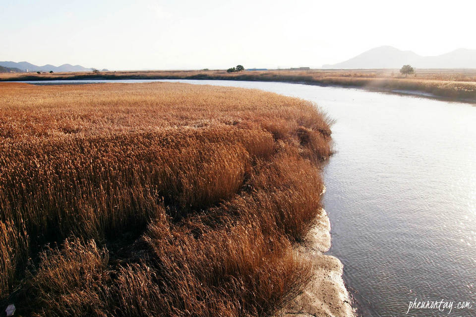 Suncheonman Bay Wetland Reserve341