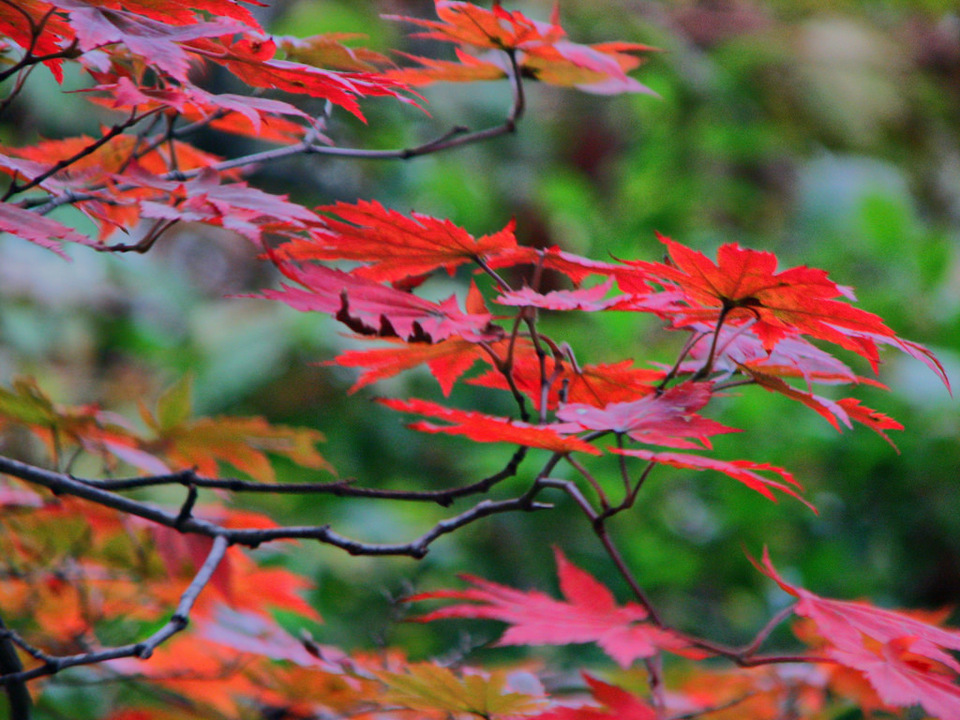 autumn-Jirisan National Park 2