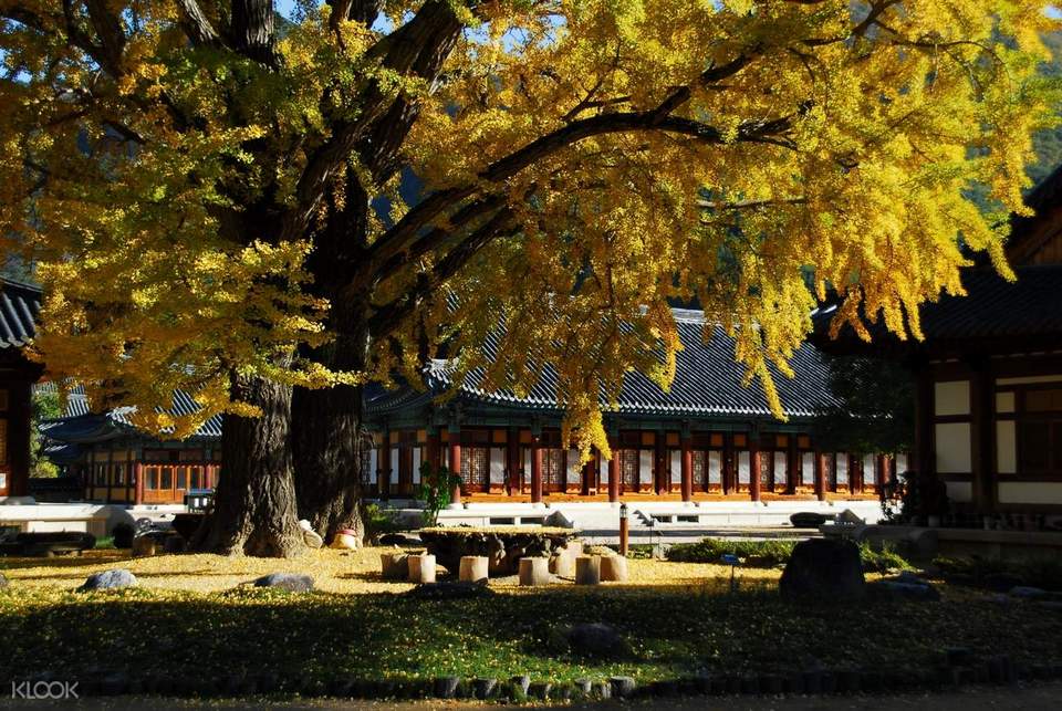 autumn foliage in busan busan attractions in autumn busan autumn23