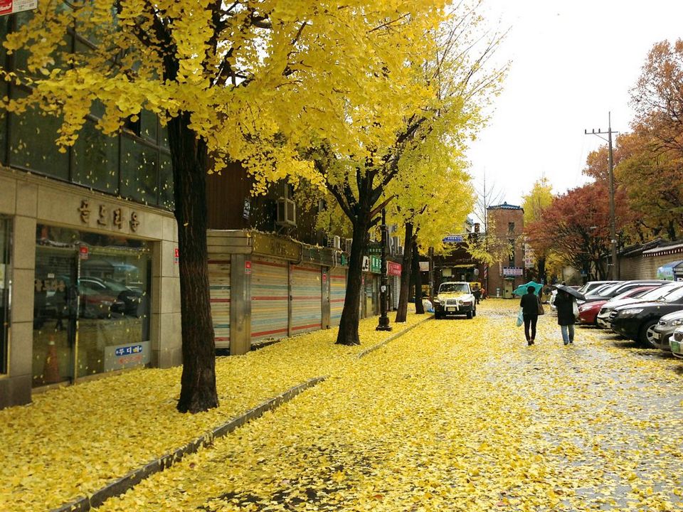 autumn foliage in busan busan attractions in autumn busan autumn23