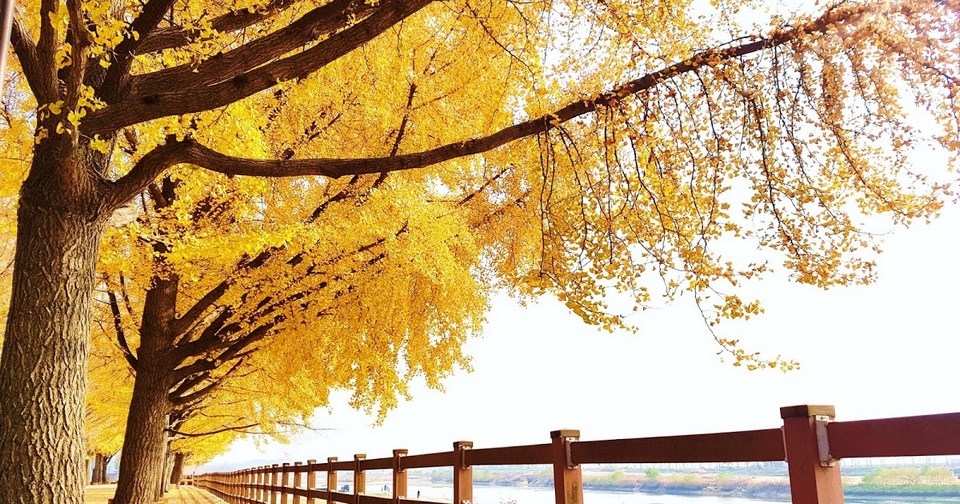 the ginkgo road of Hyeonchungsa 3