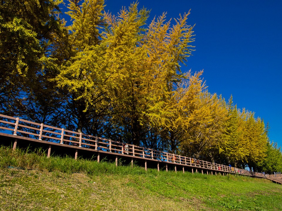 the ginkgo road of Hyeonchungsa 33