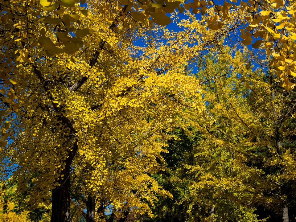 the ginkgo road of Hyeonchungsa 331