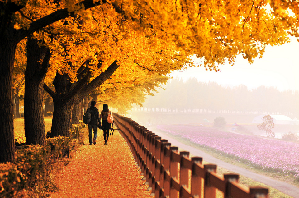 the ginkgo road of Hyeonchungsa 34