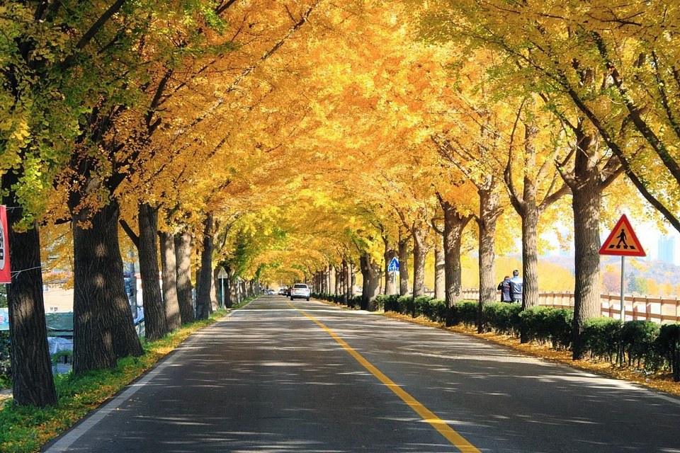 the ginkgo road of Hyeonchungsa 342