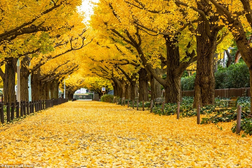 the ginkgo road of Hyeonchungsa 38