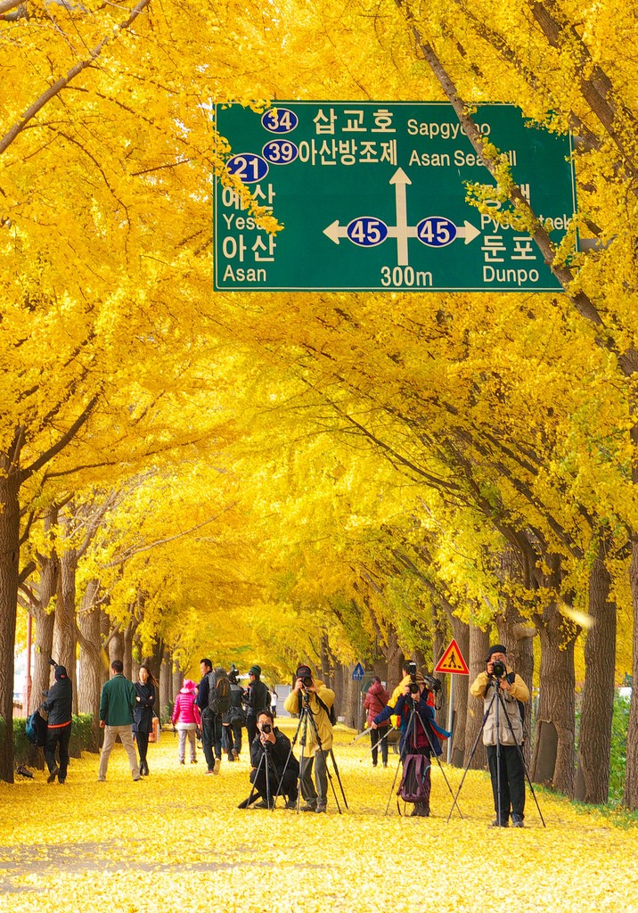 the ginkgo road of Hyeonchungsa 3v