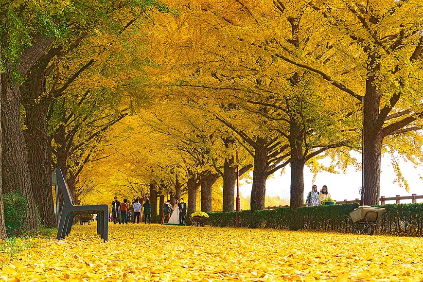 the ginkgo road of Hyeonchungsa 3v1