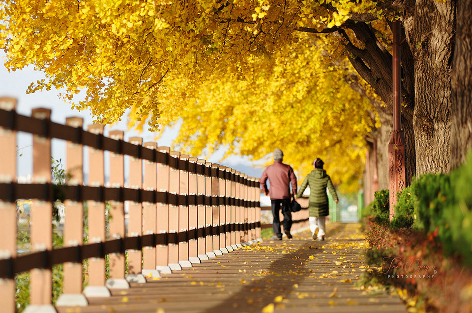 the ginkgo road of Hyeonchungsa