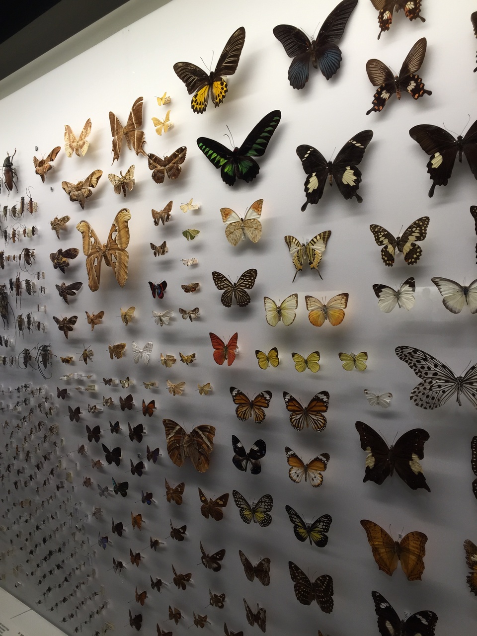 Butterflies (Lepidoptera)