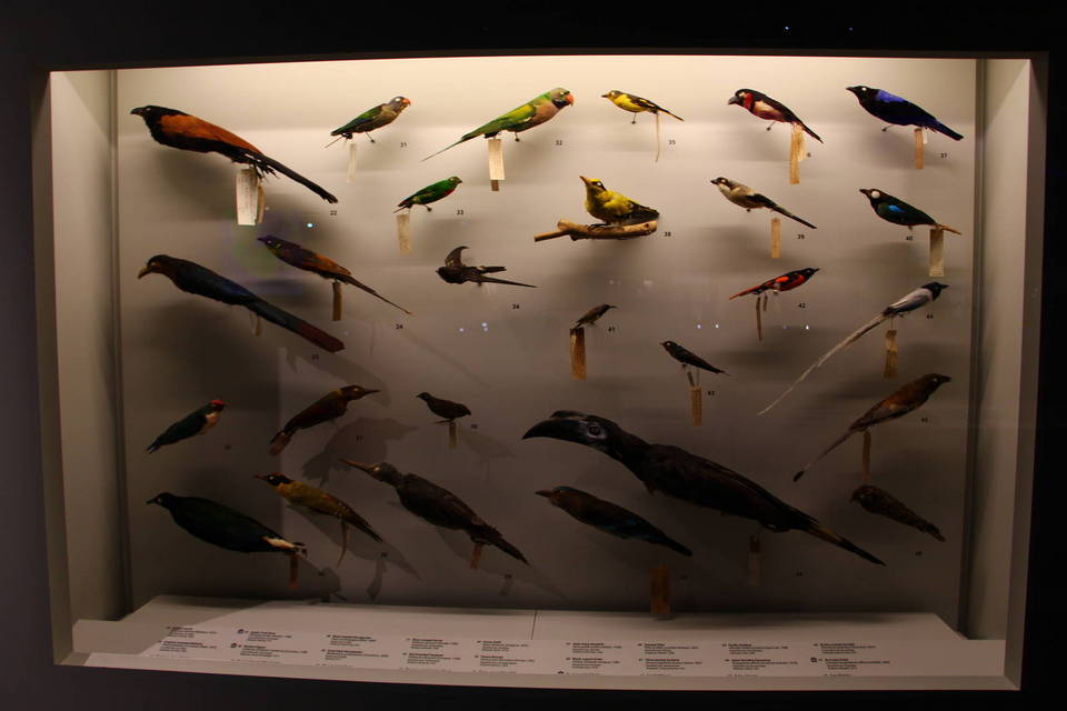 Lee Kong Chian Natural History Museum singapore