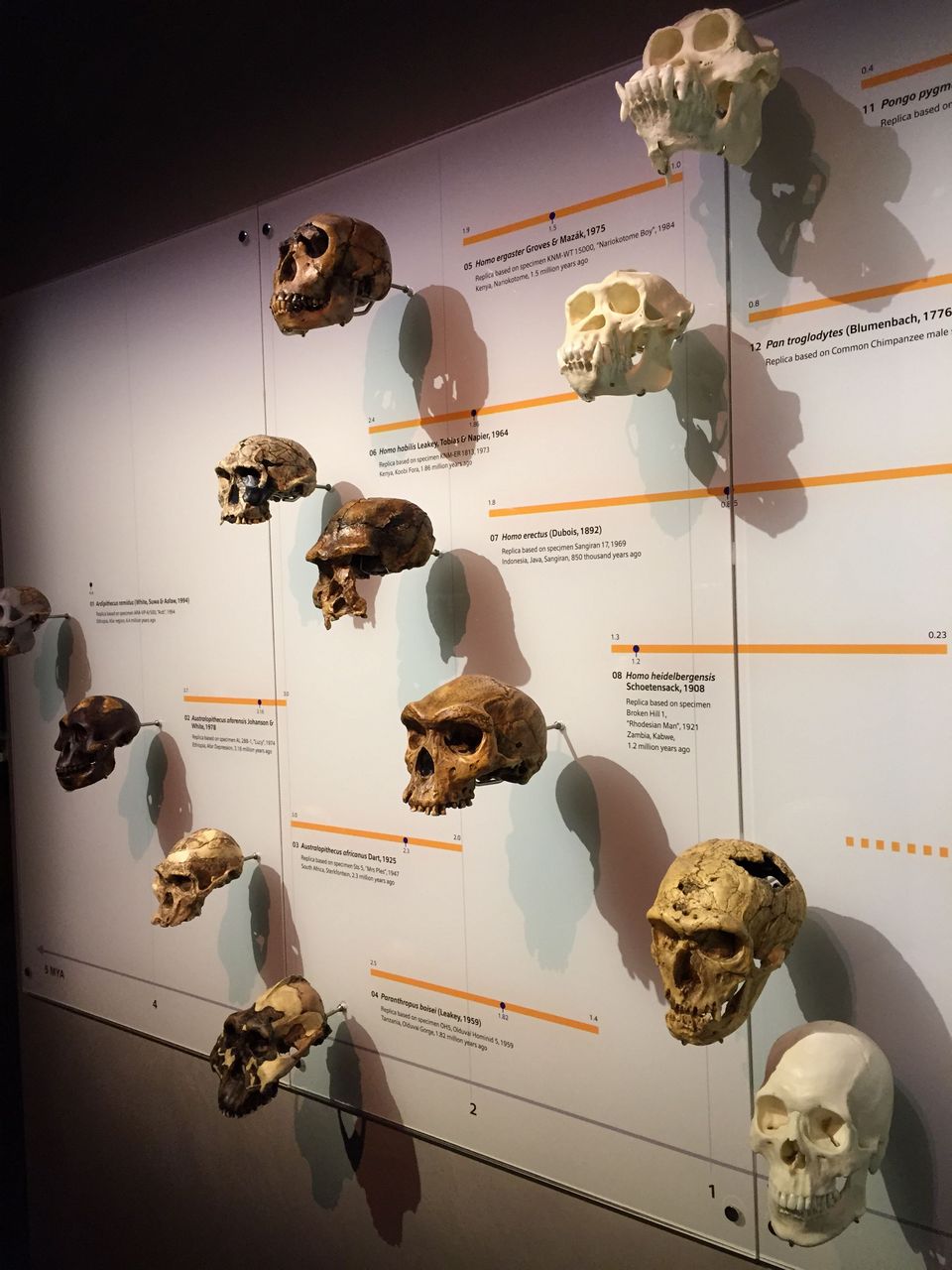 Lee Kong Chian Natural History Museum singapore