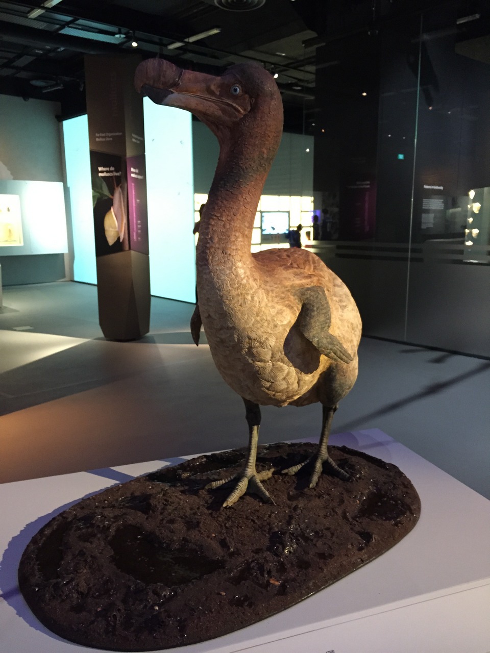 Model of a dodo (Raphus cucullatus)