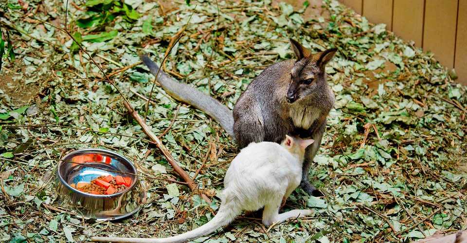 Adventure in Australia