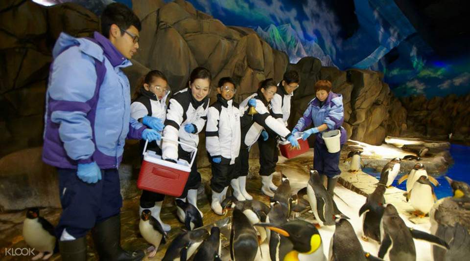 OceanParkPenguinEncounter