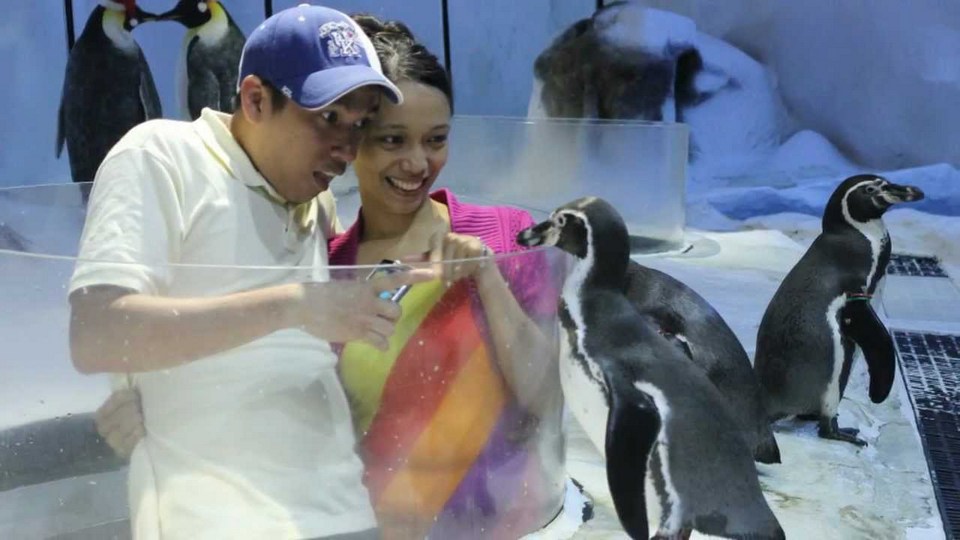meet the penguins