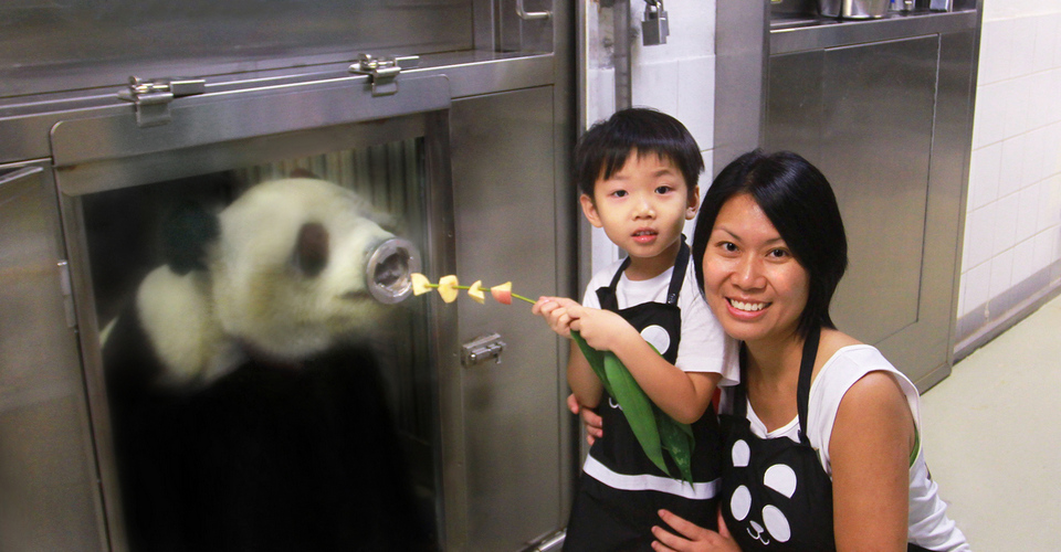 Meet the giant panda. Credit: ocean park hong kong blog.