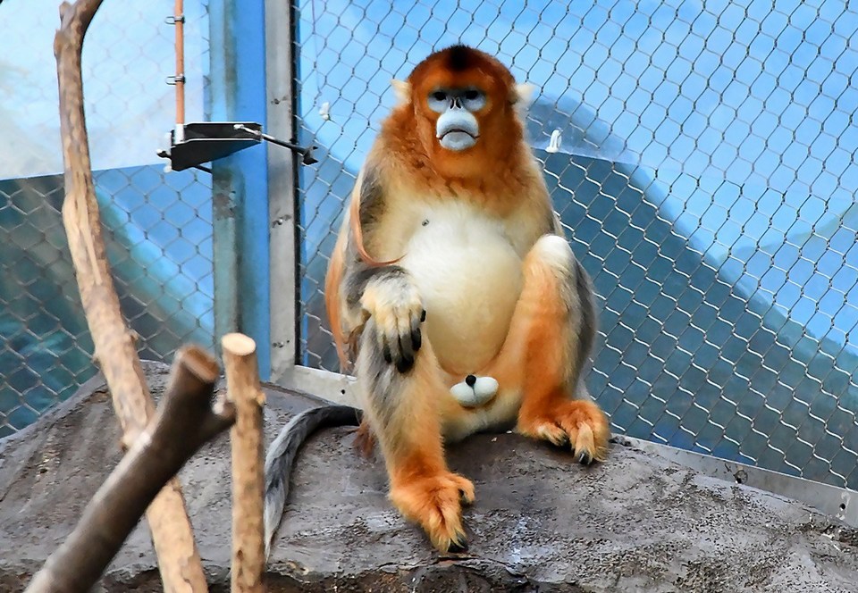 ocean-park-golden-monkey-1