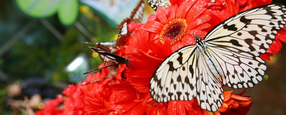 Butterfly Garden changi airport