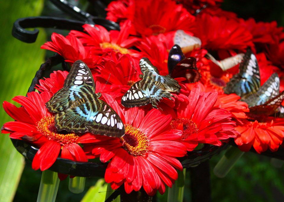 Butterfly Garden changi airport