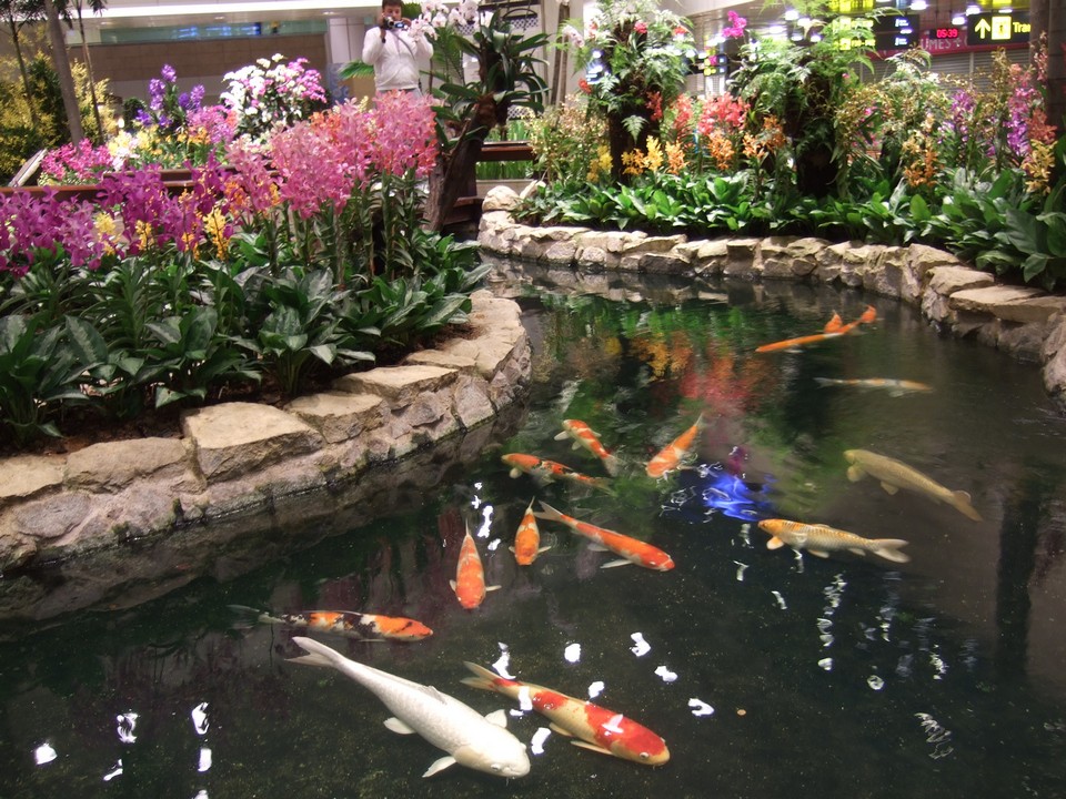 orchid garden singapore changi