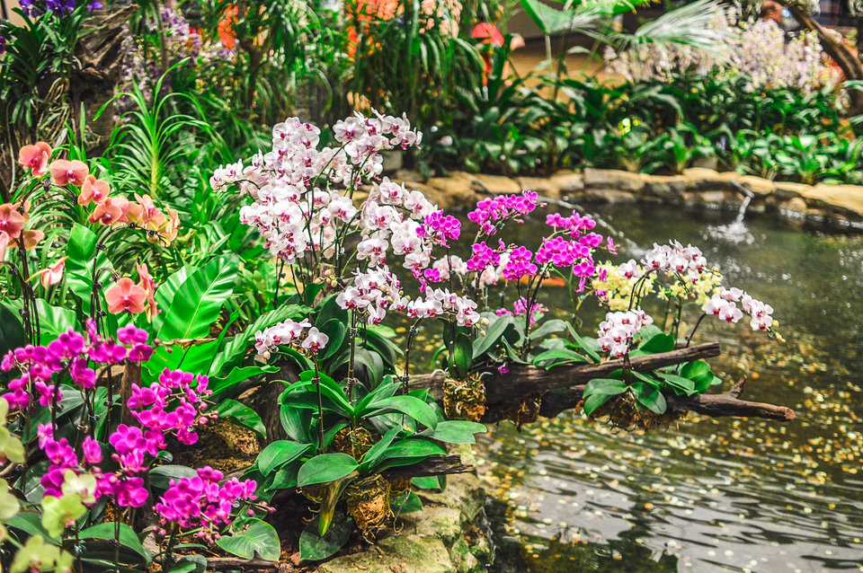 orchid garden singapore changi