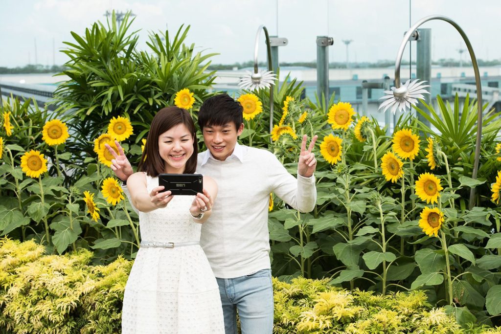 Sunflower-Garden-1024x683