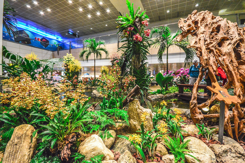 orchid garden singapore changi
