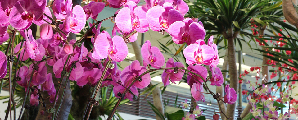 orchid garden singapore changi