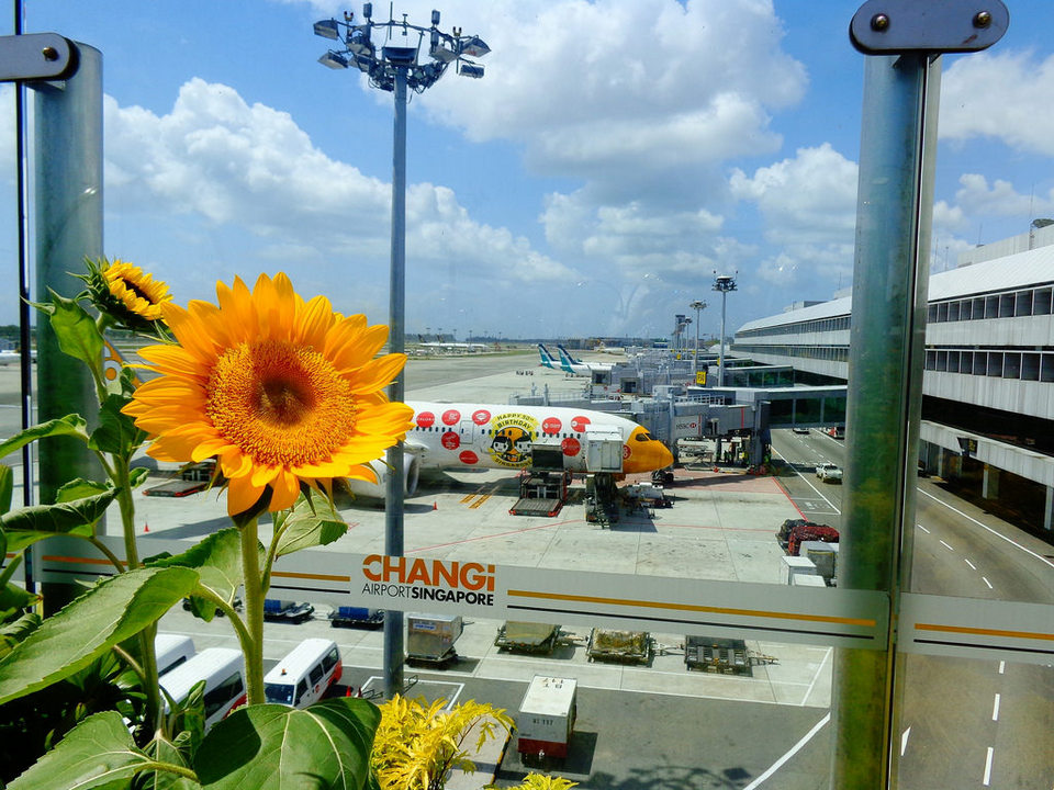 sunflower_garden_9006