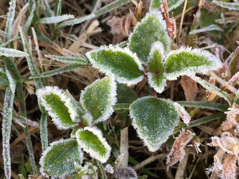 Doi Inthanon National Park sees first frost of the year as temperatures drop.4