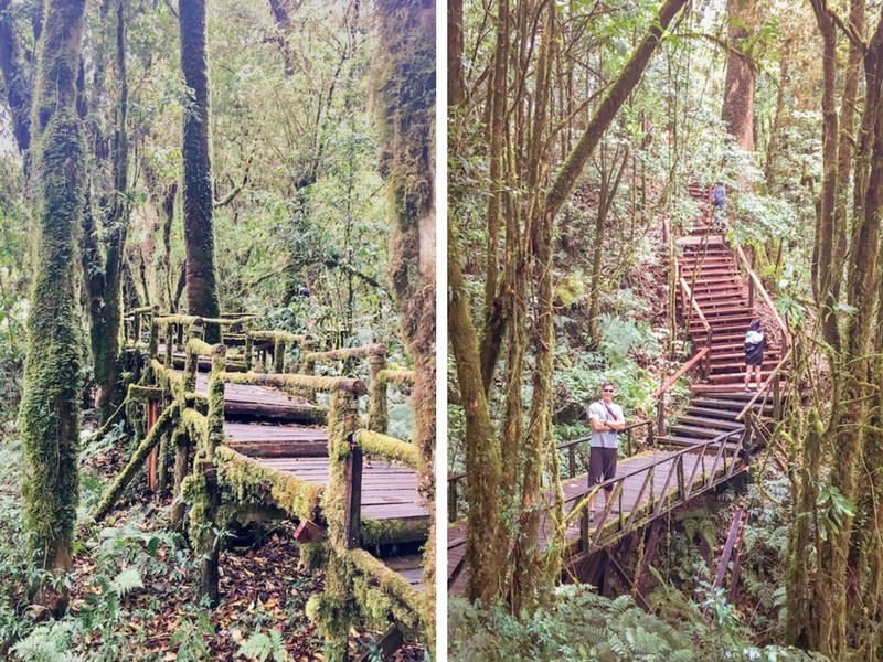 Ang Ka Nature Trail - Ang Ka Nature Trail Doi Inthanon National Park, Chiangmai, Thailand