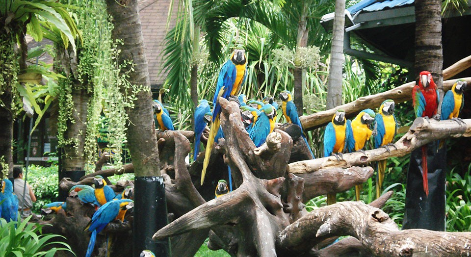 Bird show safari bangkok
