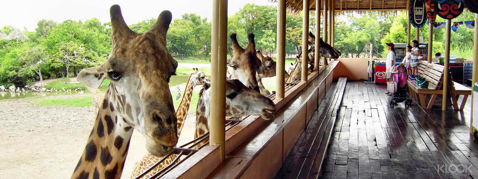 bkk-safariworld13