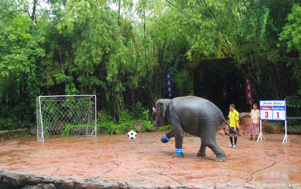 elephant show safari-world-bangkok-thai-lan1