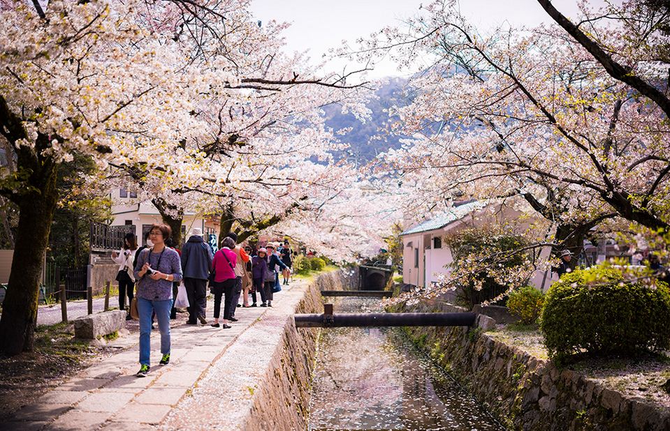 philosophers-path-cherry-blossom-sakura-season-kyoto-japan-527