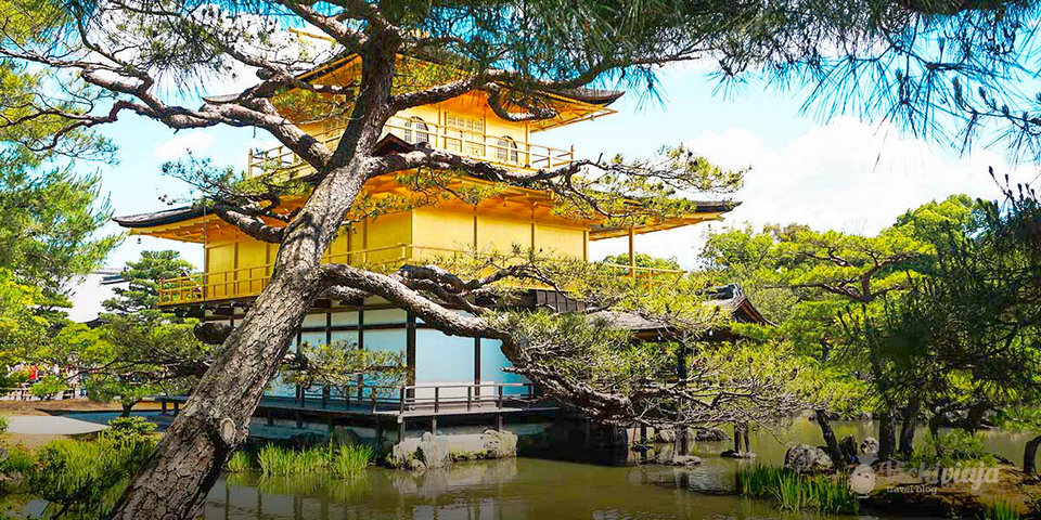 golden pavillion temple tokyo (1)