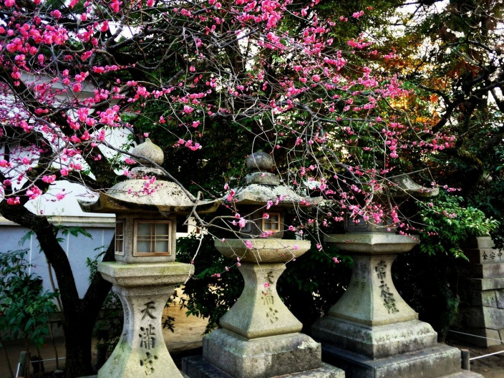 Stone lanterns and pink plum blossom