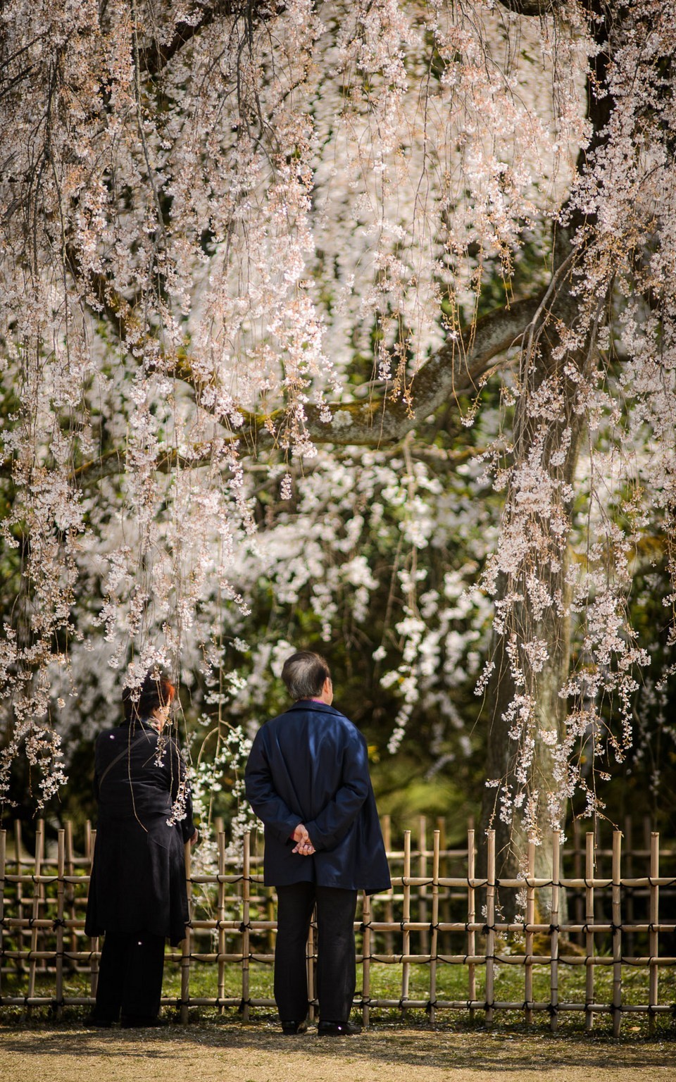 kyoto gosho kyoto imperial palace and park (1)