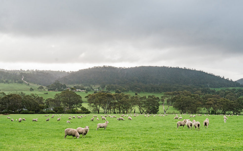 great ocean road sheep farm