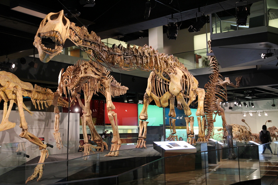 melbourne museum victoria (1)