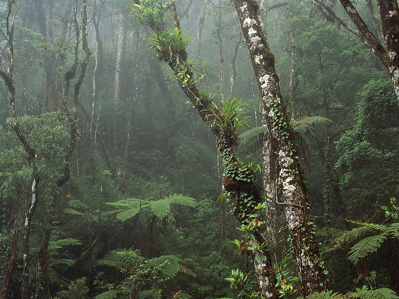 Cloud Forest, Mount Kinabalu National Park, Borneo, Malaysia