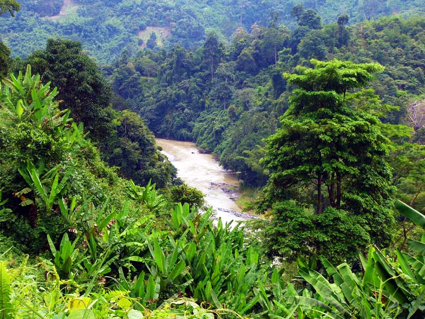 forest kinabalu malaysia