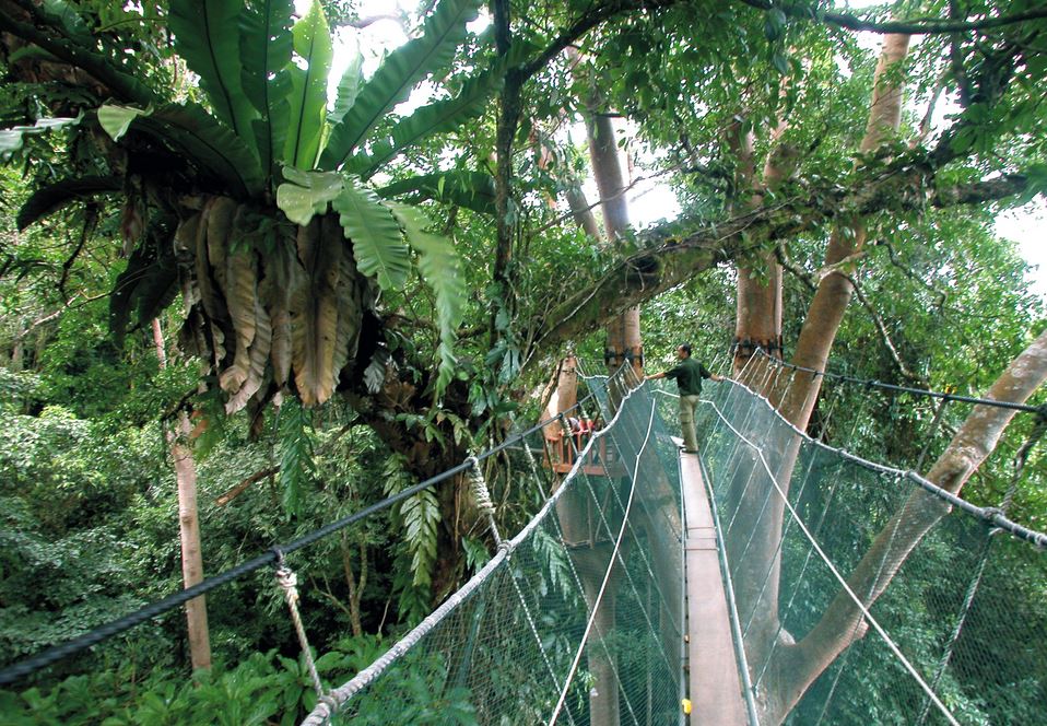 2Canopy Walk kinabalu