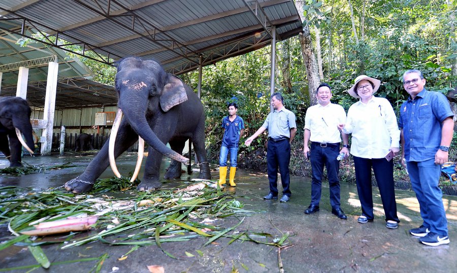 CHRISTINA LIEW / TAMAN HIDUPAN LIAR / LOK KAWI  / PENAMPANG
