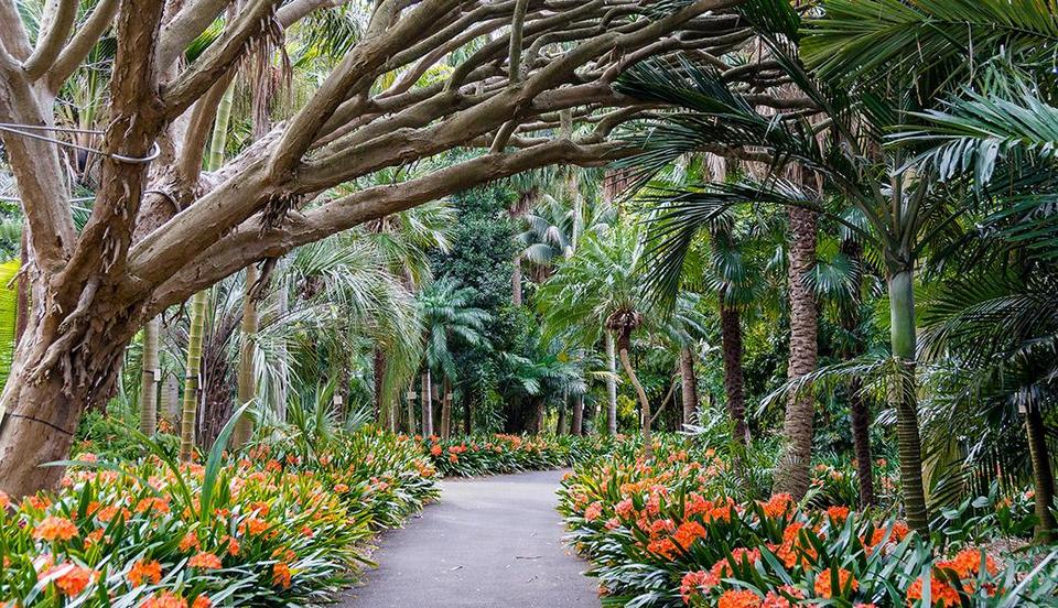 sydney-royal-botanic-gardens (1)