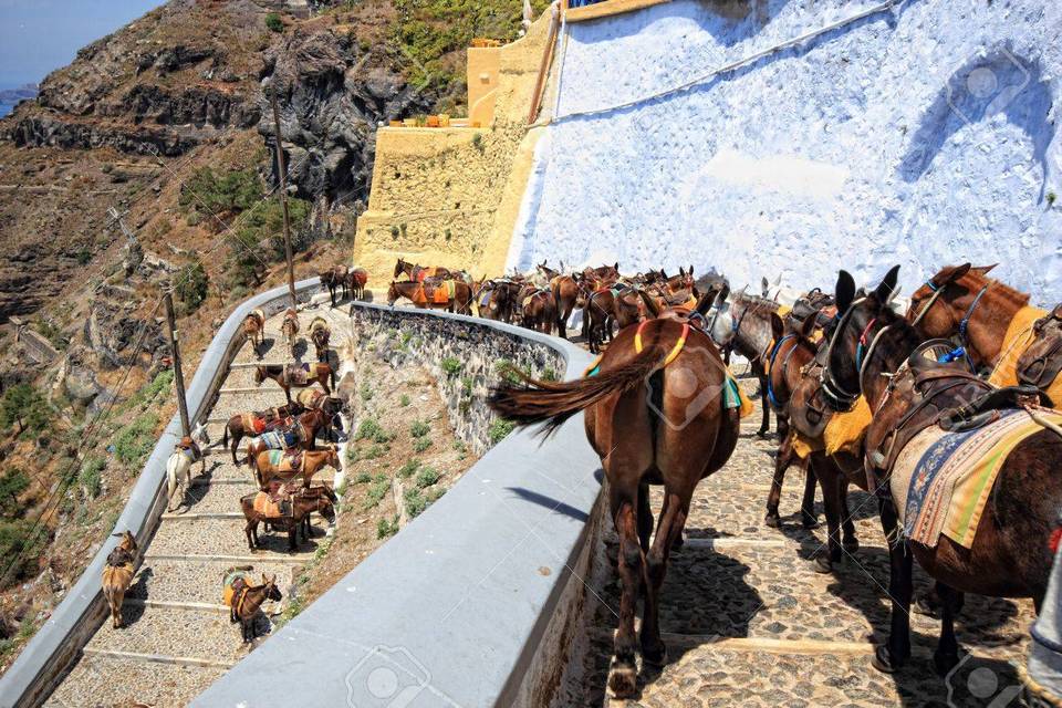 9724543-donkeys-from-santorini-greece-on-the-way-to-the-old-port-of-fira