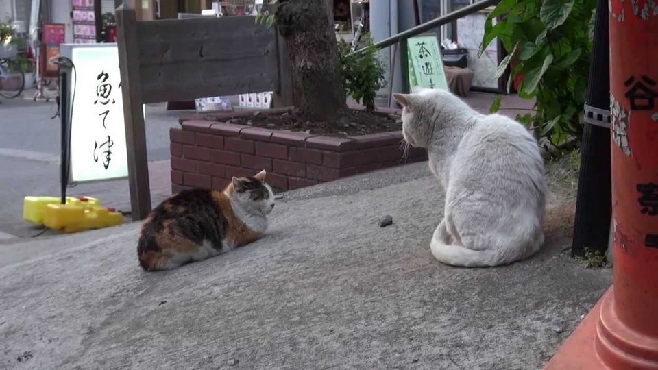 yanaka cats